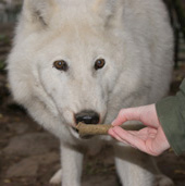 Titán, sarki fehér farkas, Canis lupus arctos, etetése 2. fokozat