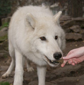 Titán, sarki fehér farkas, Canis lupus arctos, etetése 3. fokozat